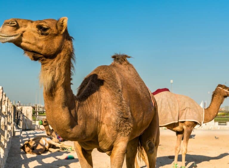 Camel Racing in Saudi Arabia